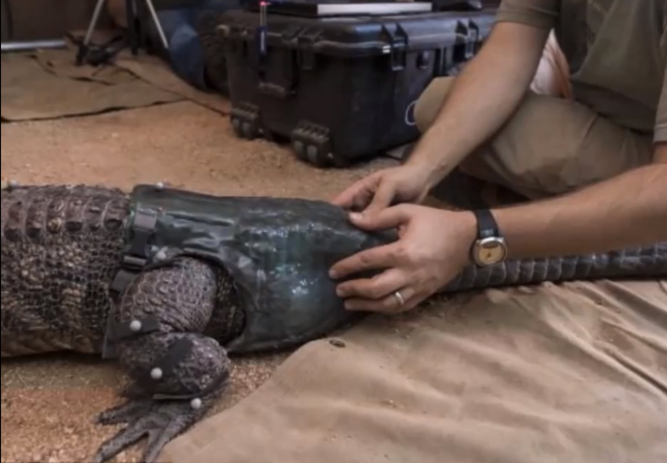 Hjälp, svans, svansprotes, Biten, Alligator, åt upp